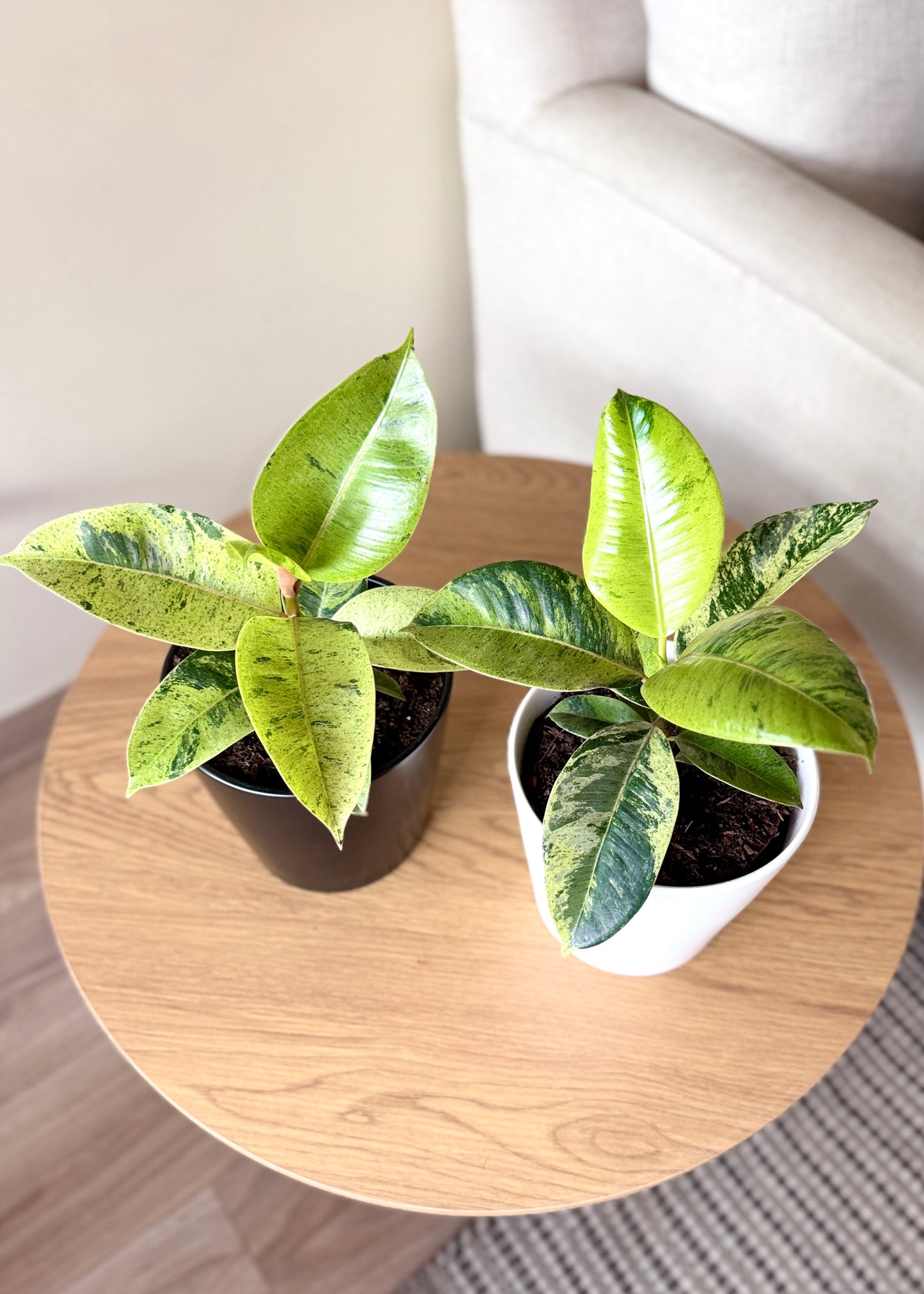 Ficus o Gomero Shivereana