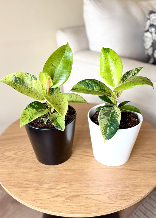 Ficus o Gomero Shivereana