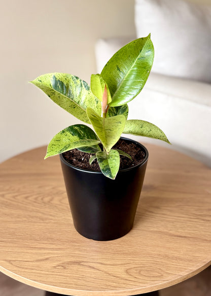 Ficus o Gomero Shivereana