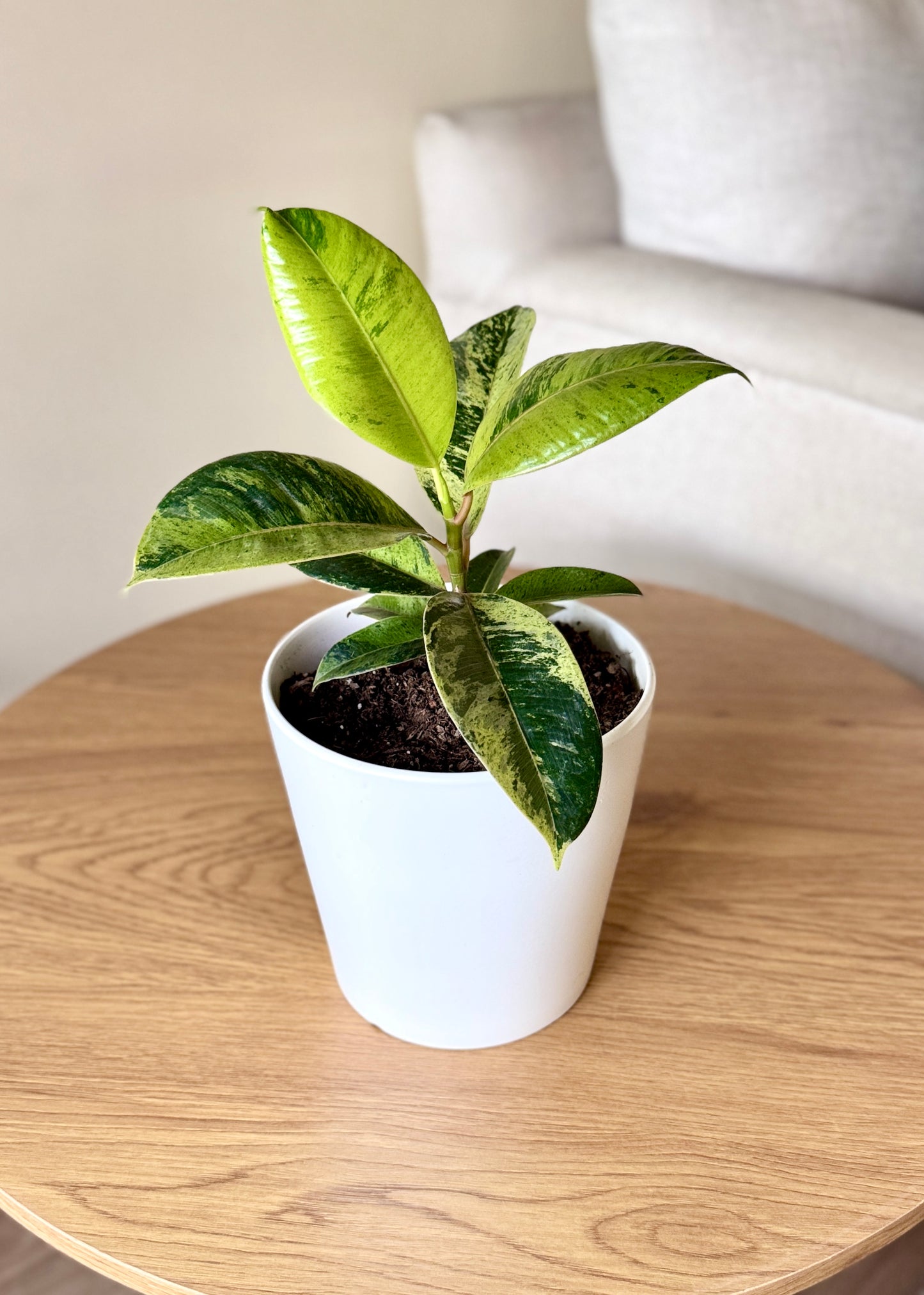 Ficus o Gomero Shivereana