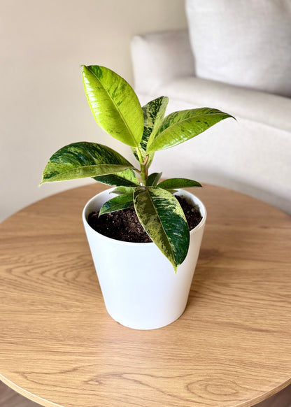 Ficus o Gomero Shivereana