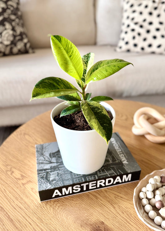 Ficus o Gomero Shivereana