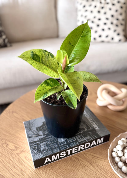 Ficus o Gomero Shivereana