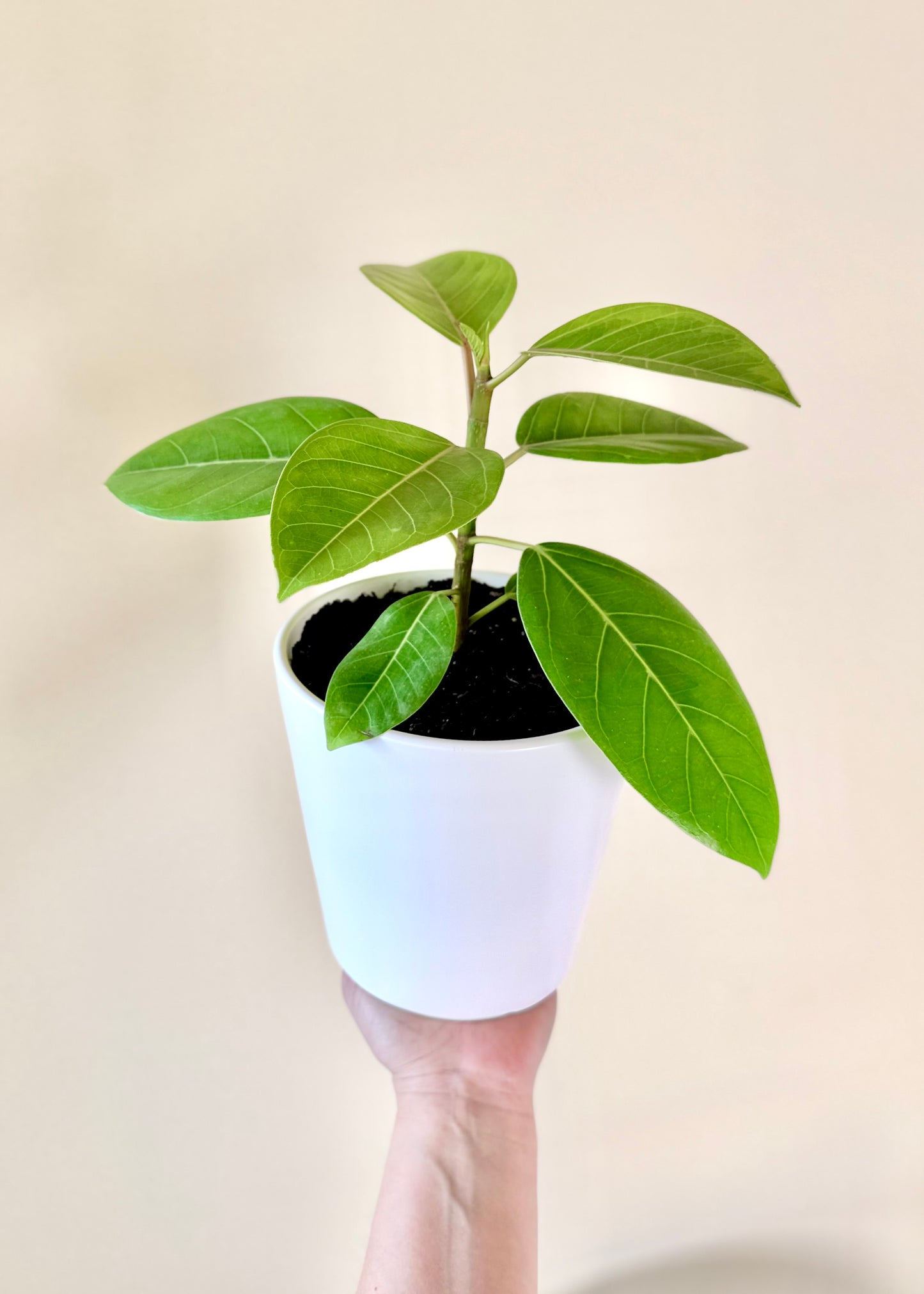Ficus o Gomero Altissima
