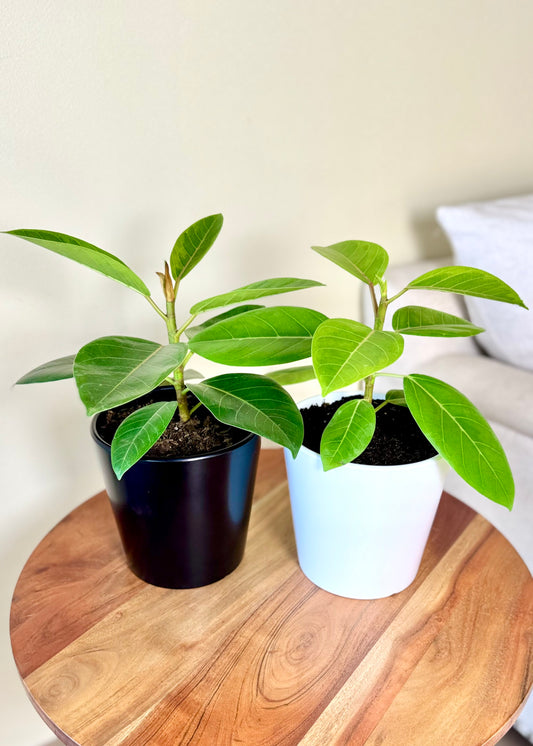 Ficus o Gomero Altissima