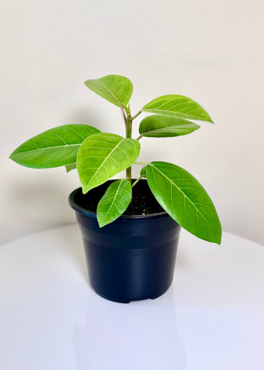 Ficus o Gomero Altissima