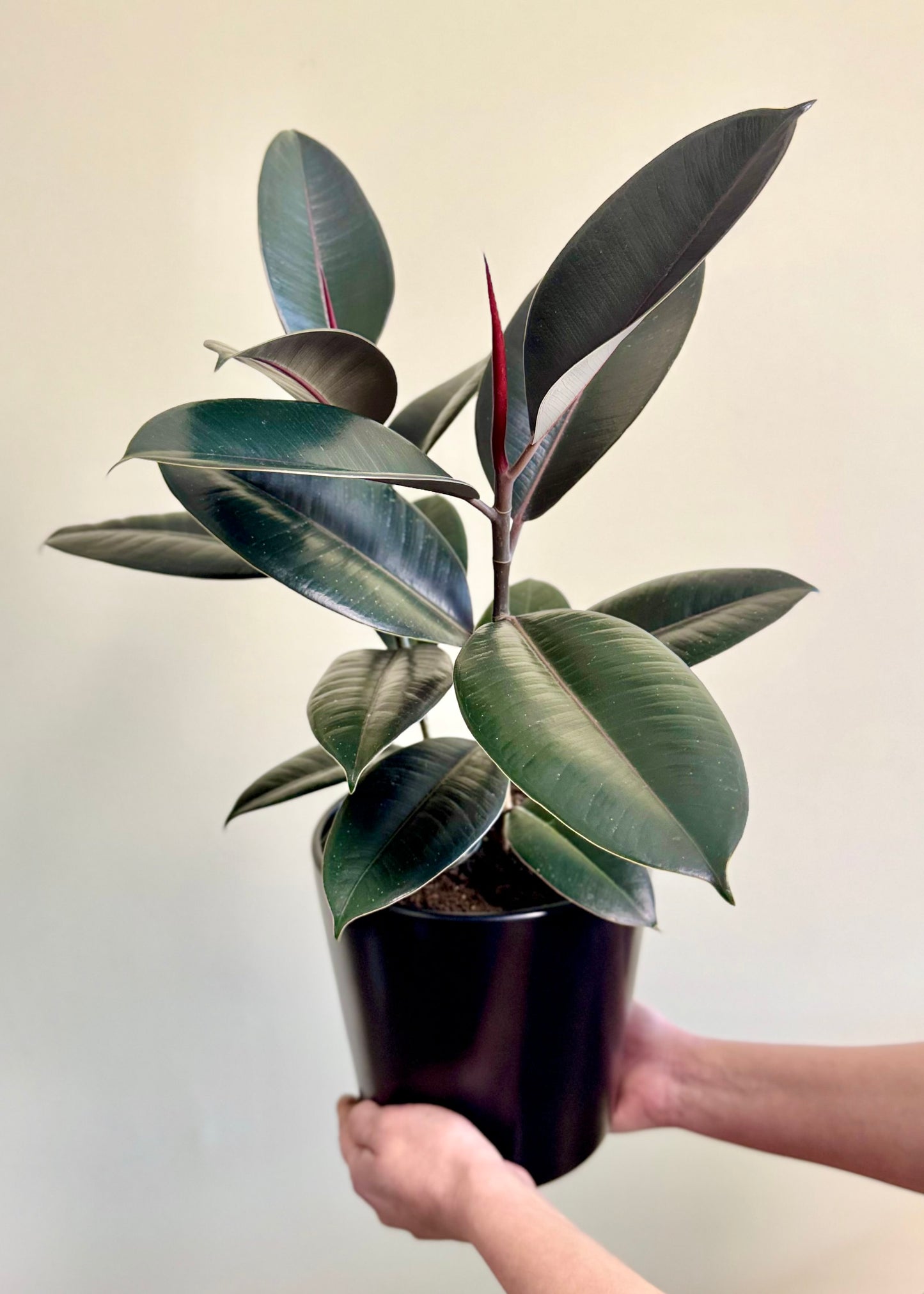 Gomero Burgundy S