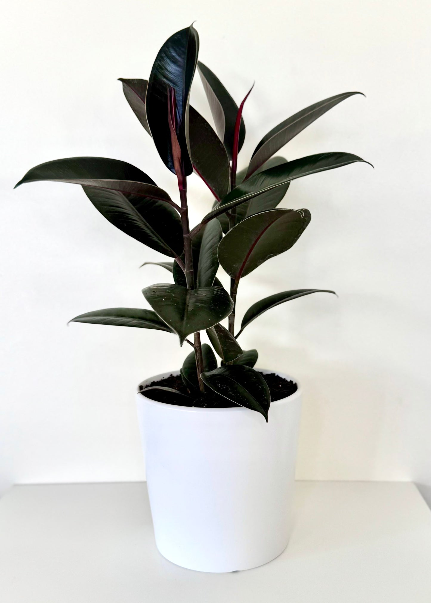 Gomero Burgundy S