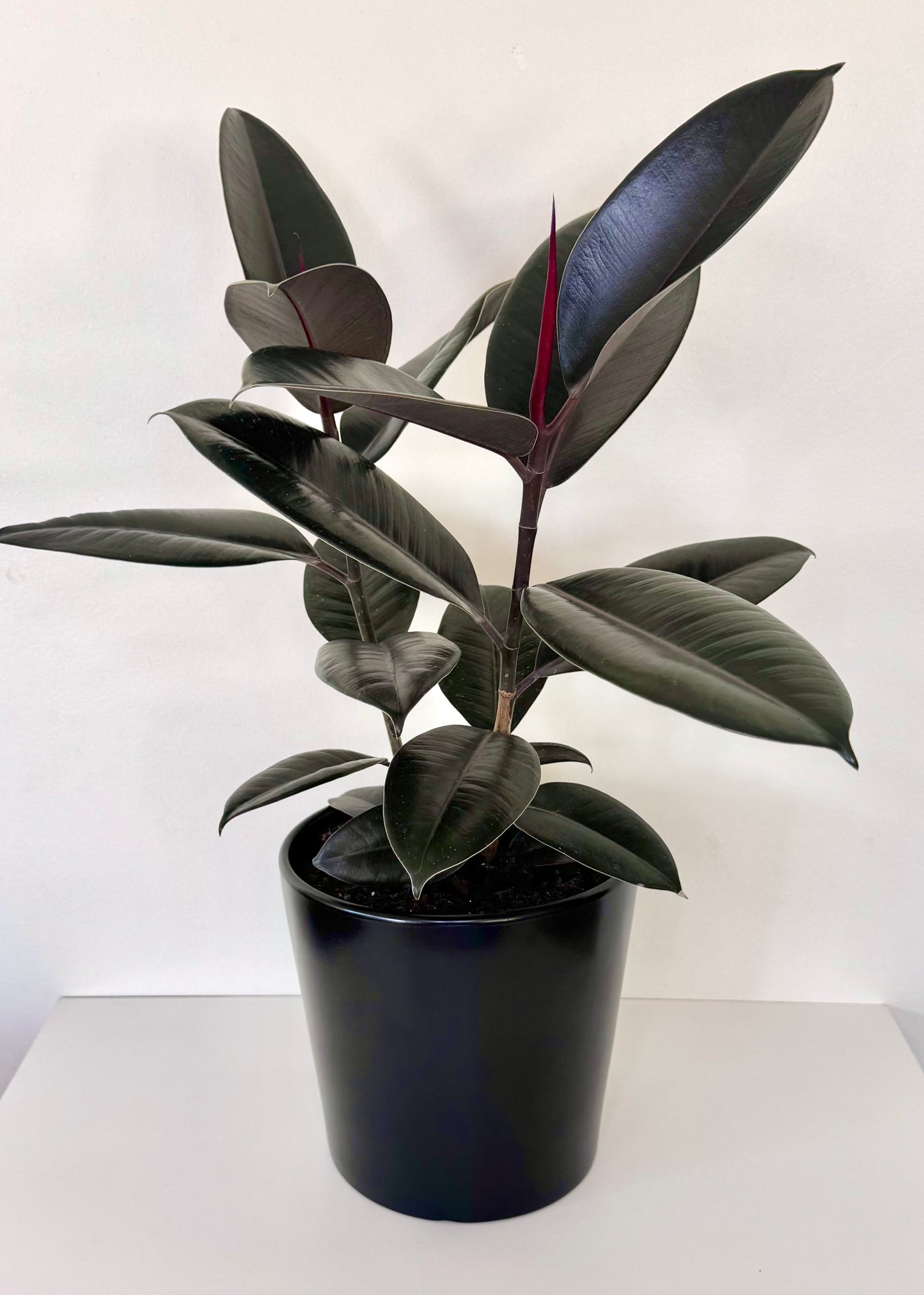 Gomero Burgundy S