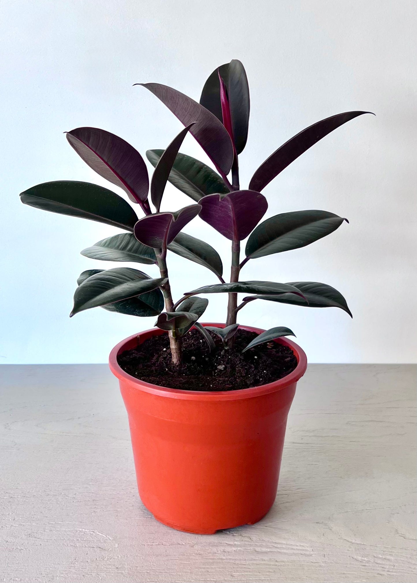 Gomero Burgundy S