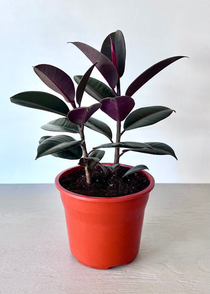 Gomero Burgundy S