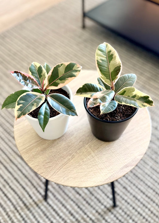 Mini Gomero Tineke