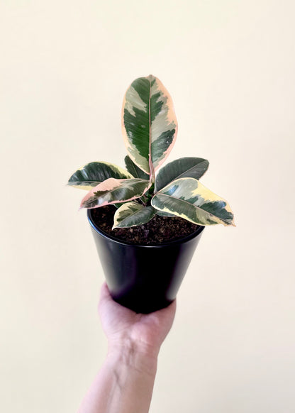 Mini Gomero Tineke