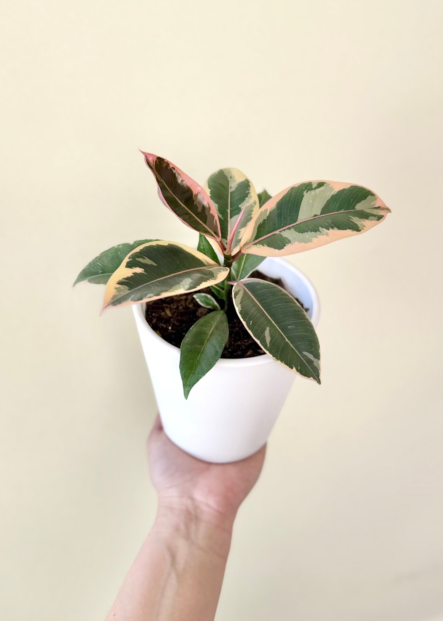 Mini Gomero Tineke