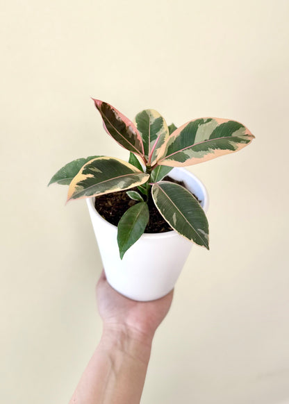 Mini Gomero Tineke