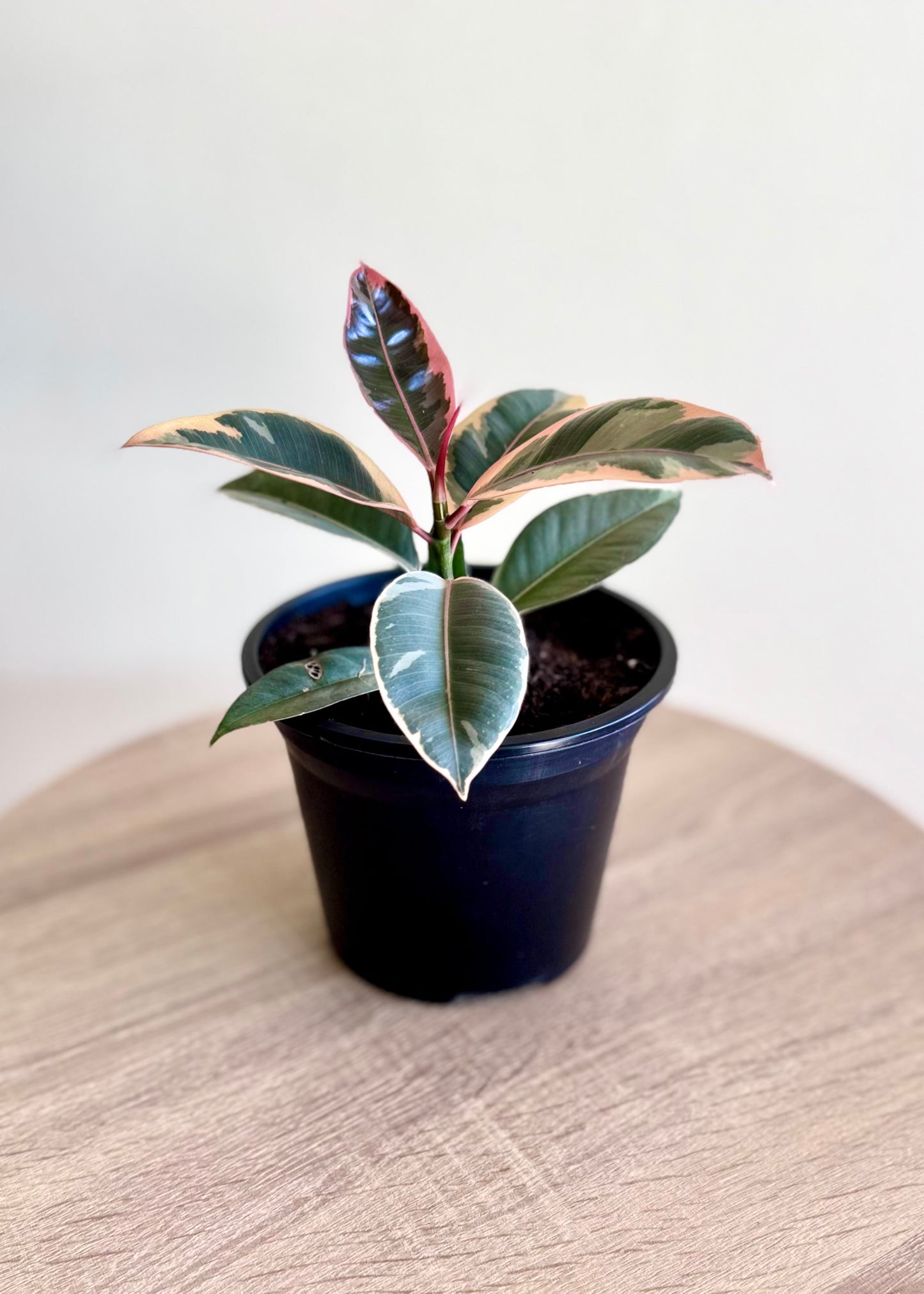 Mini Gomero Tineke
