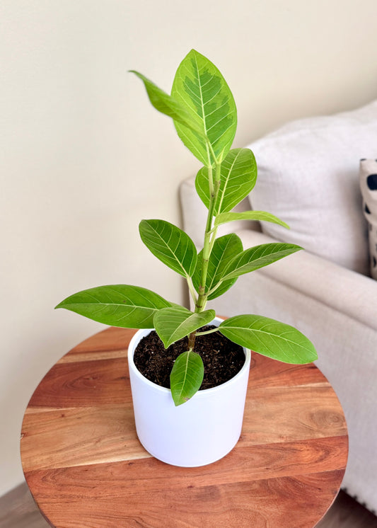 Ficus o Gomero Altissima