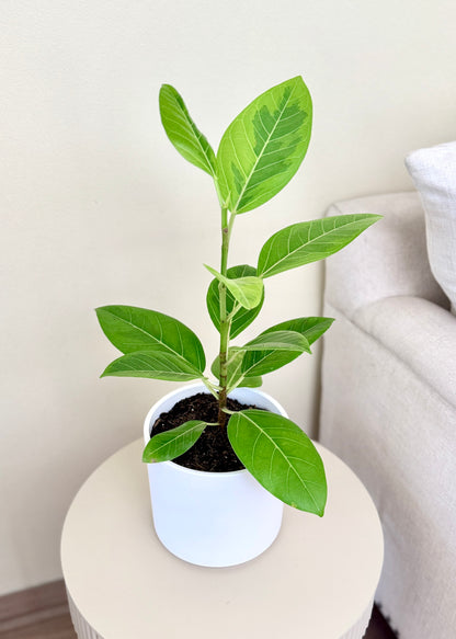 Ficus o Gomero Altissima