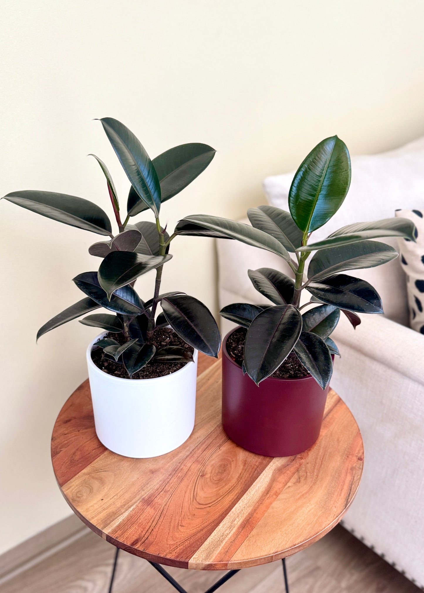Gomero Burgundy Ficus