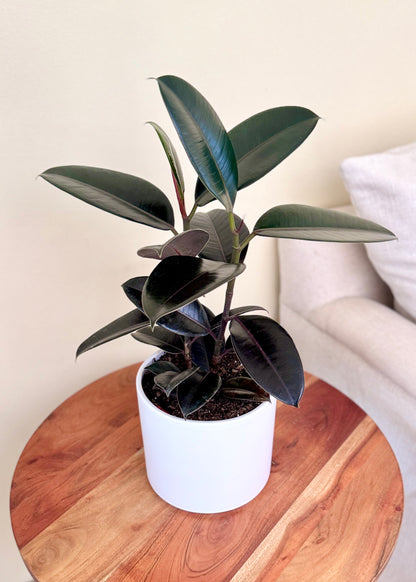 Gomero Burgundy Ficus