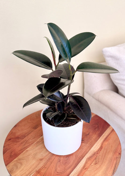 Gomero Burgundy Ficus