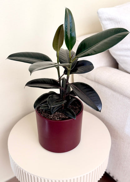 Gomero Burgundy Ficus