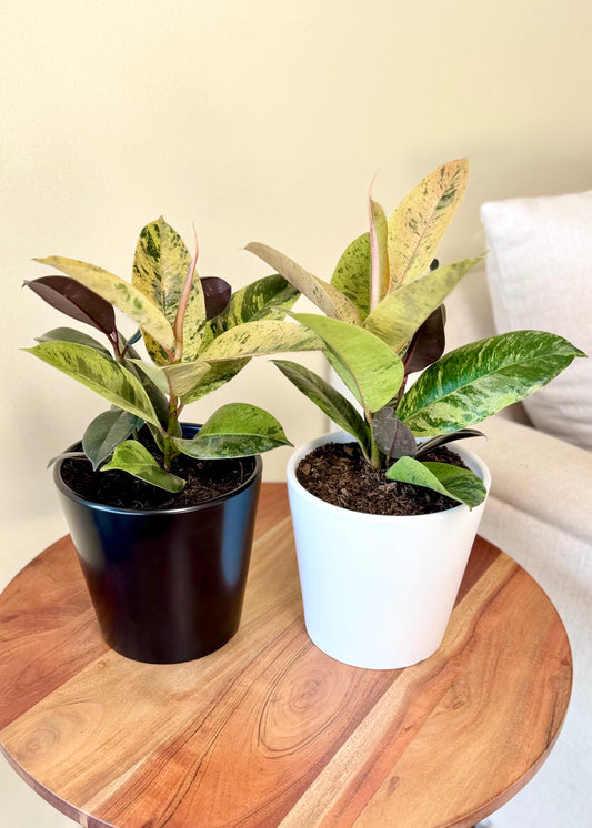 Ficus o Gomero Shiveriana
