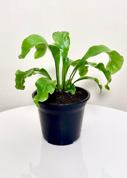 Helecho Asplenium (Nido de ave)