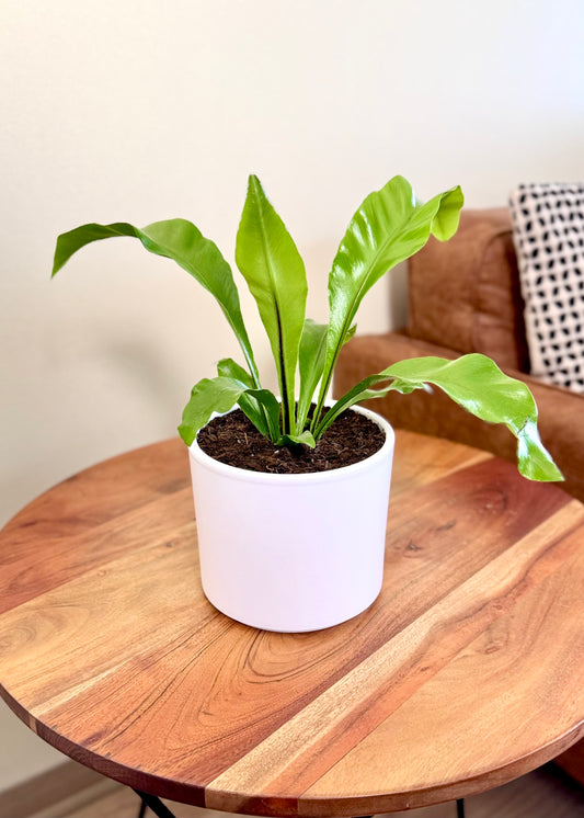 Helecho Asplenium (Nido de ave)