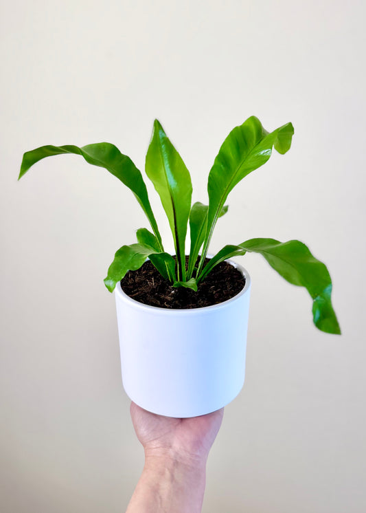 Helecho Asplenium (Nido de ave)