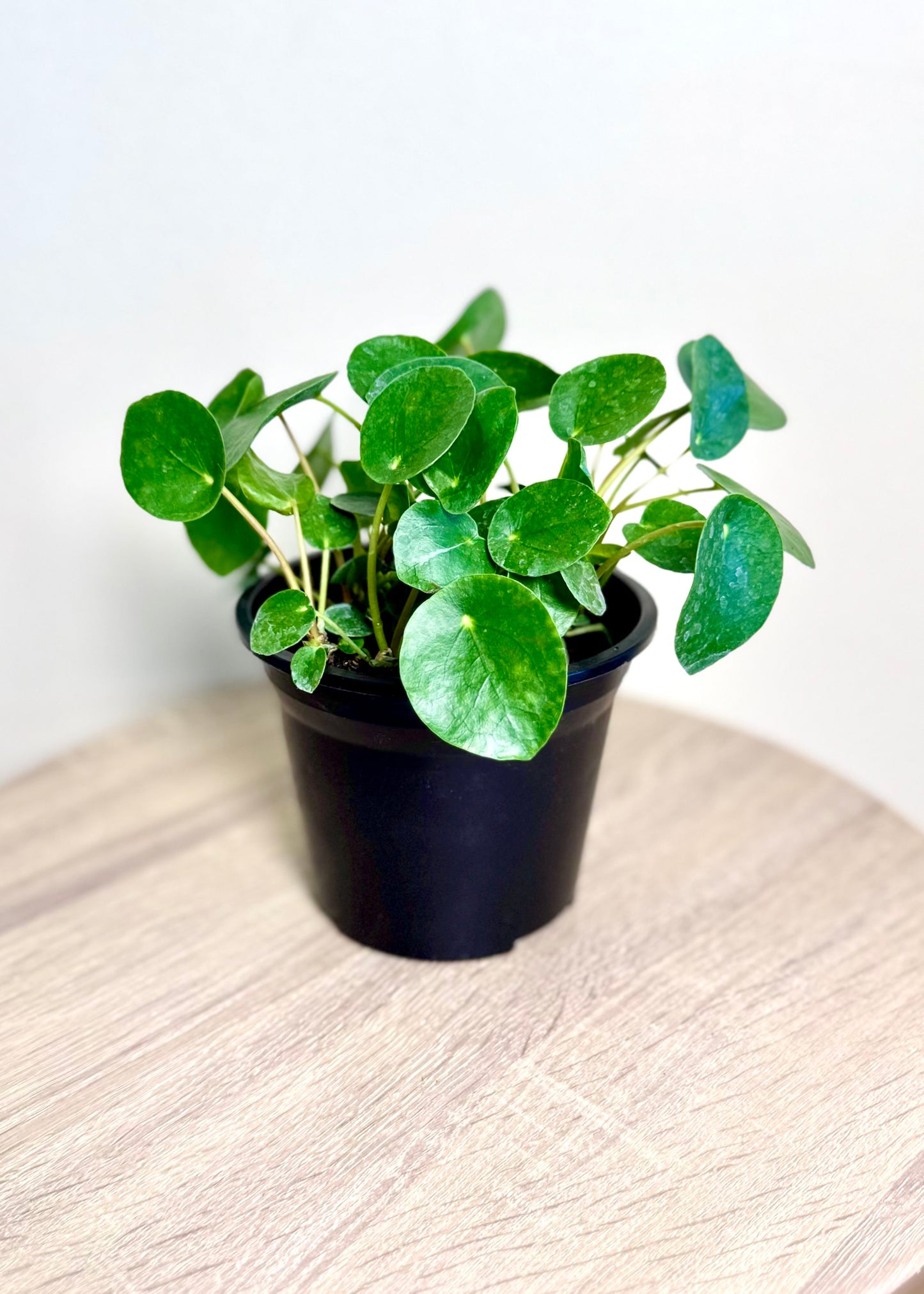 Pilea Peperomioides
