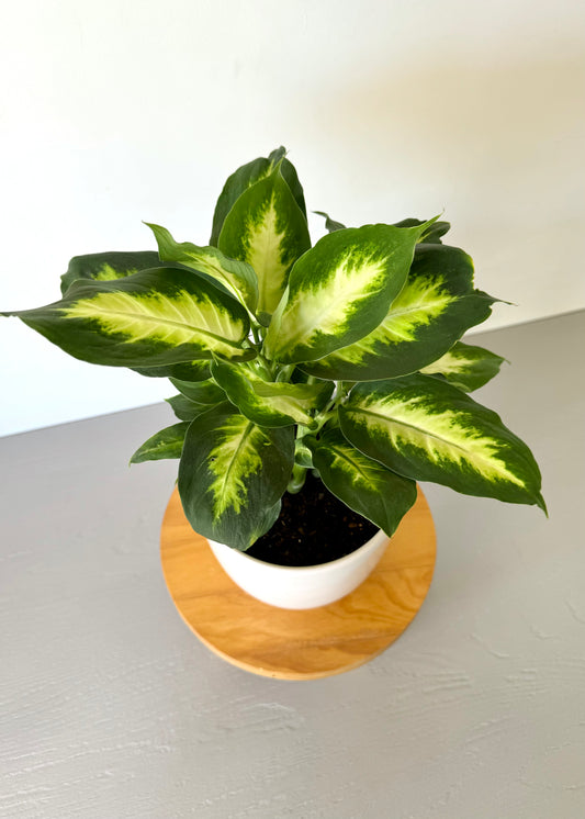 Dieffenbachia