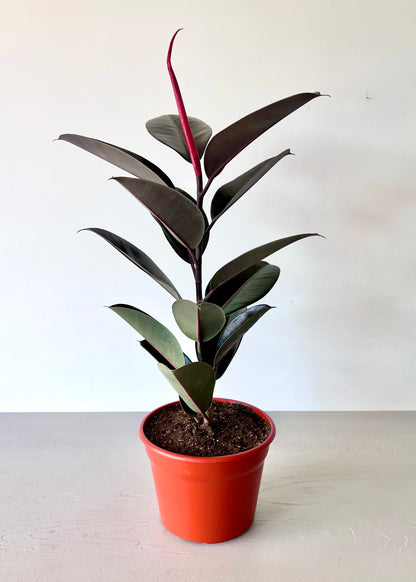 Gomero Burgundy L