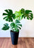 Monstera Deliciosa XL