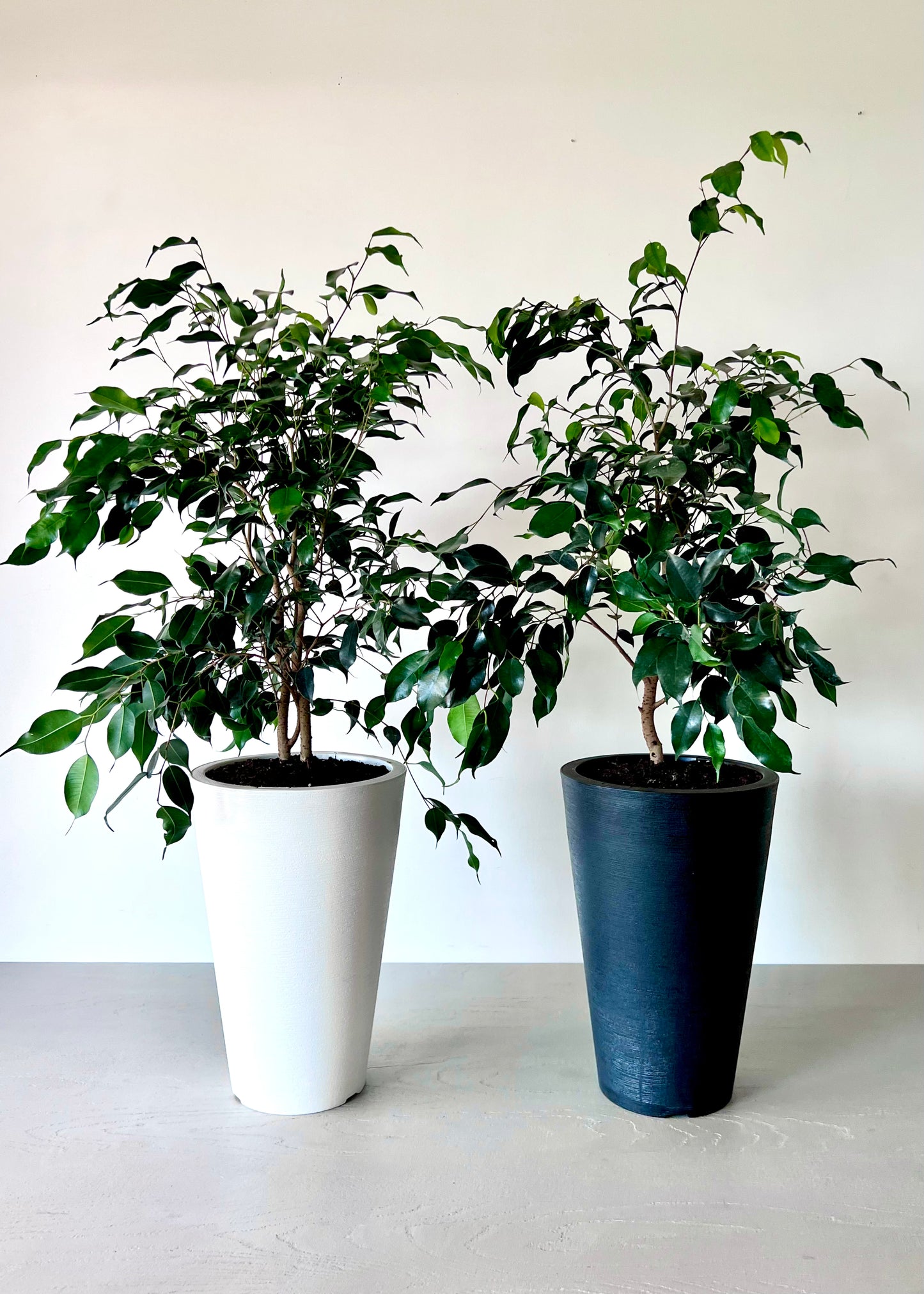 Ficus Benjamina M macetero cono