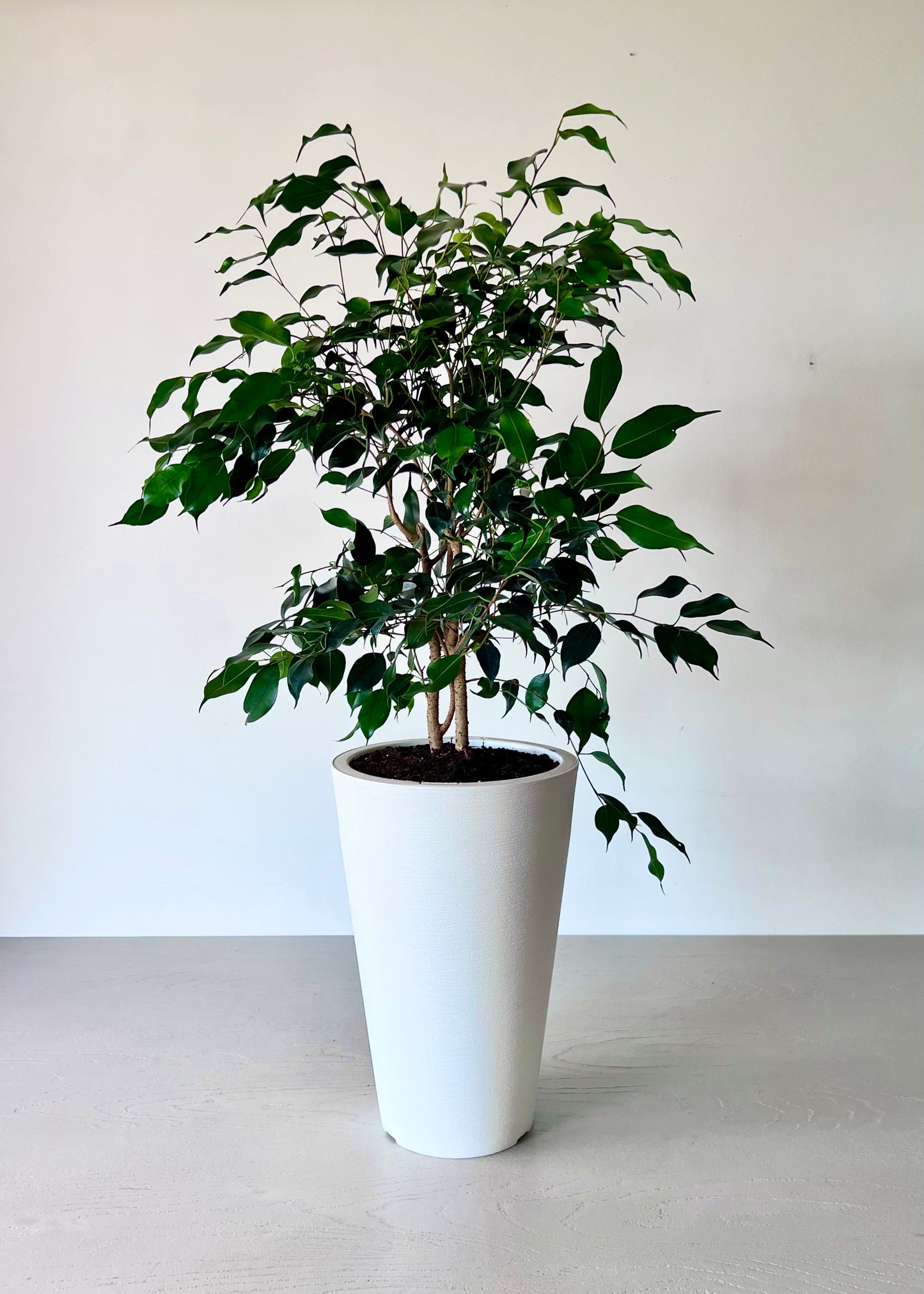 Ficus Benjamina M macetero cono