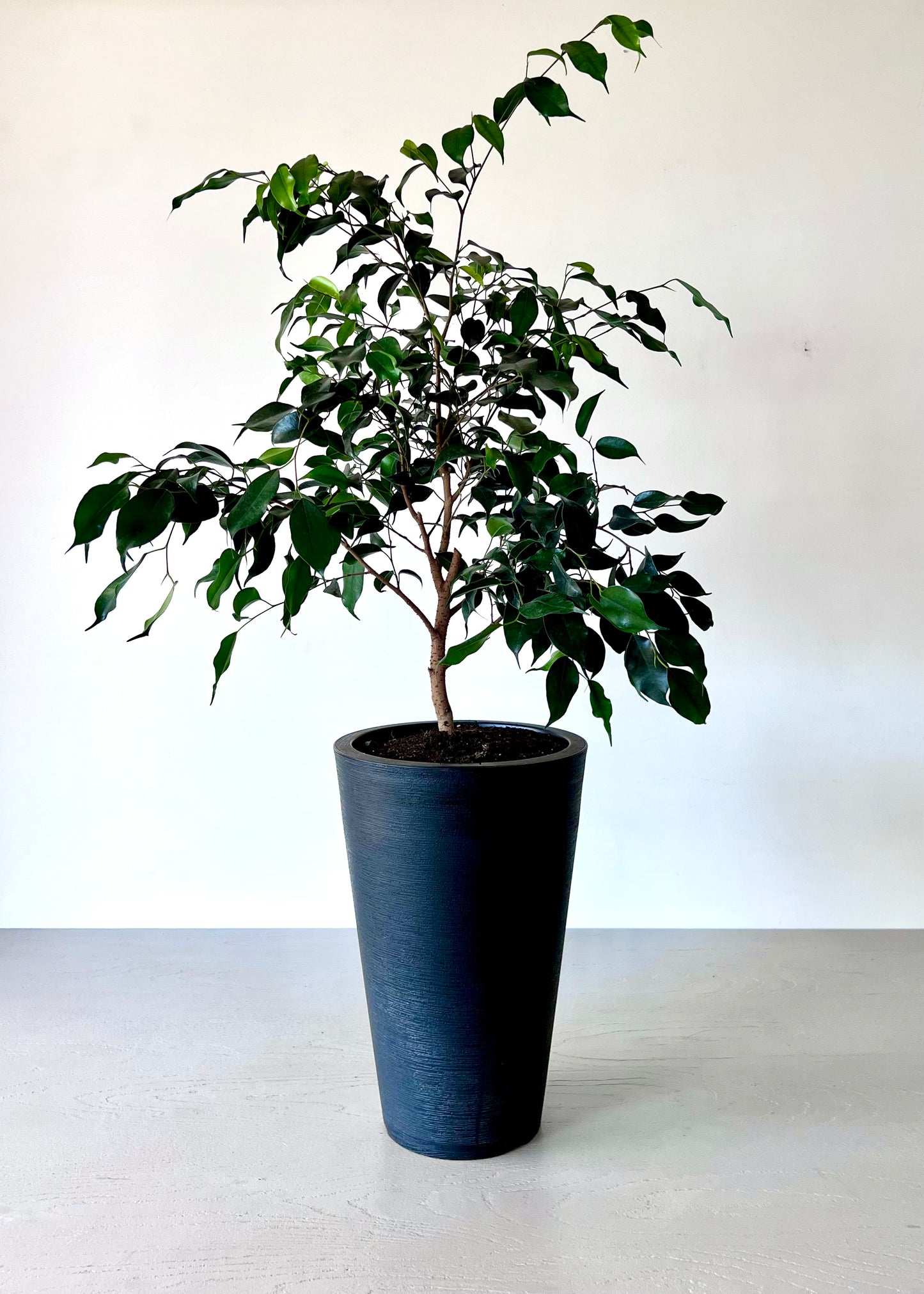 Ficus Benjamina M macetero cono