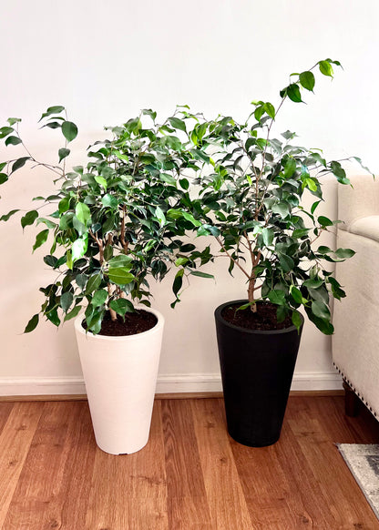 Ficus Benjamina M macetero cono