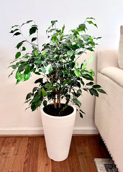 Ficus Benjamina M macetero cono