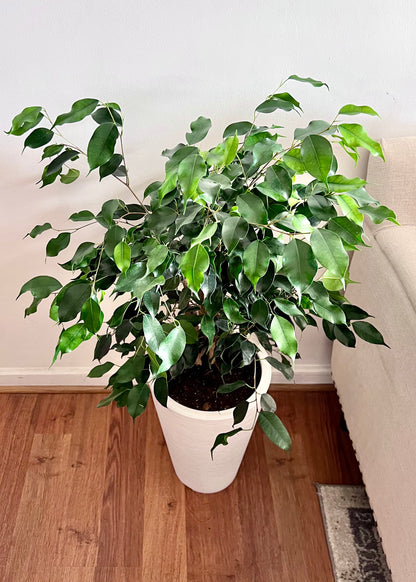 Ficus Benjamina M macetero cono