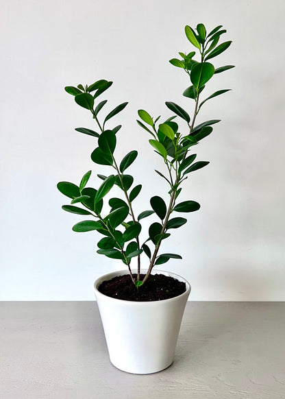 Ficus Moclame S