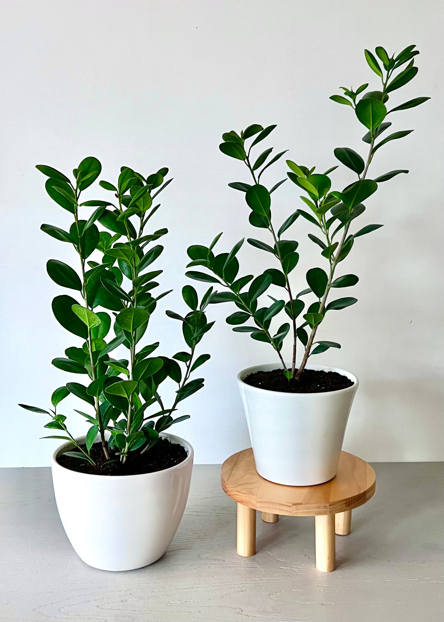 Ficus Moclame S