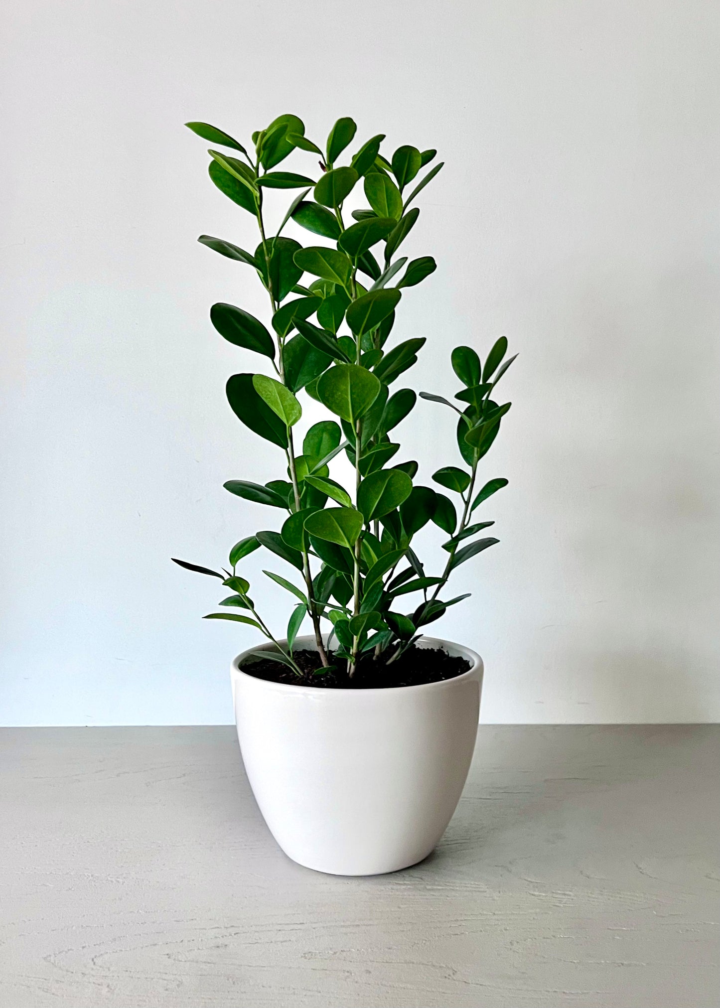 Ficus Moclame S