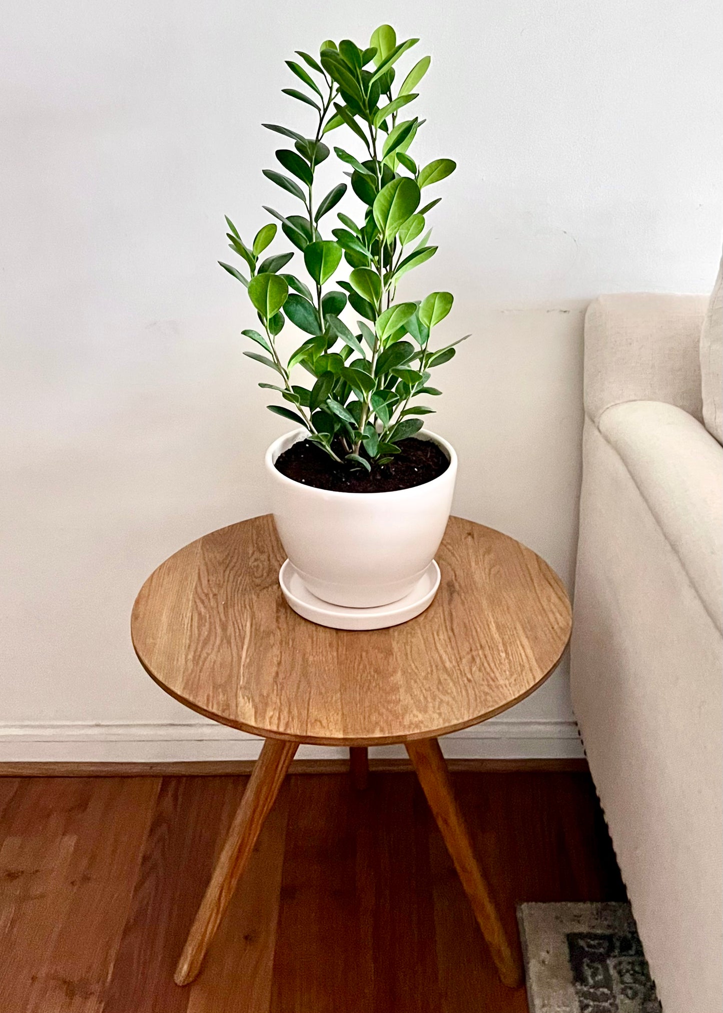 Ficus Moclame S