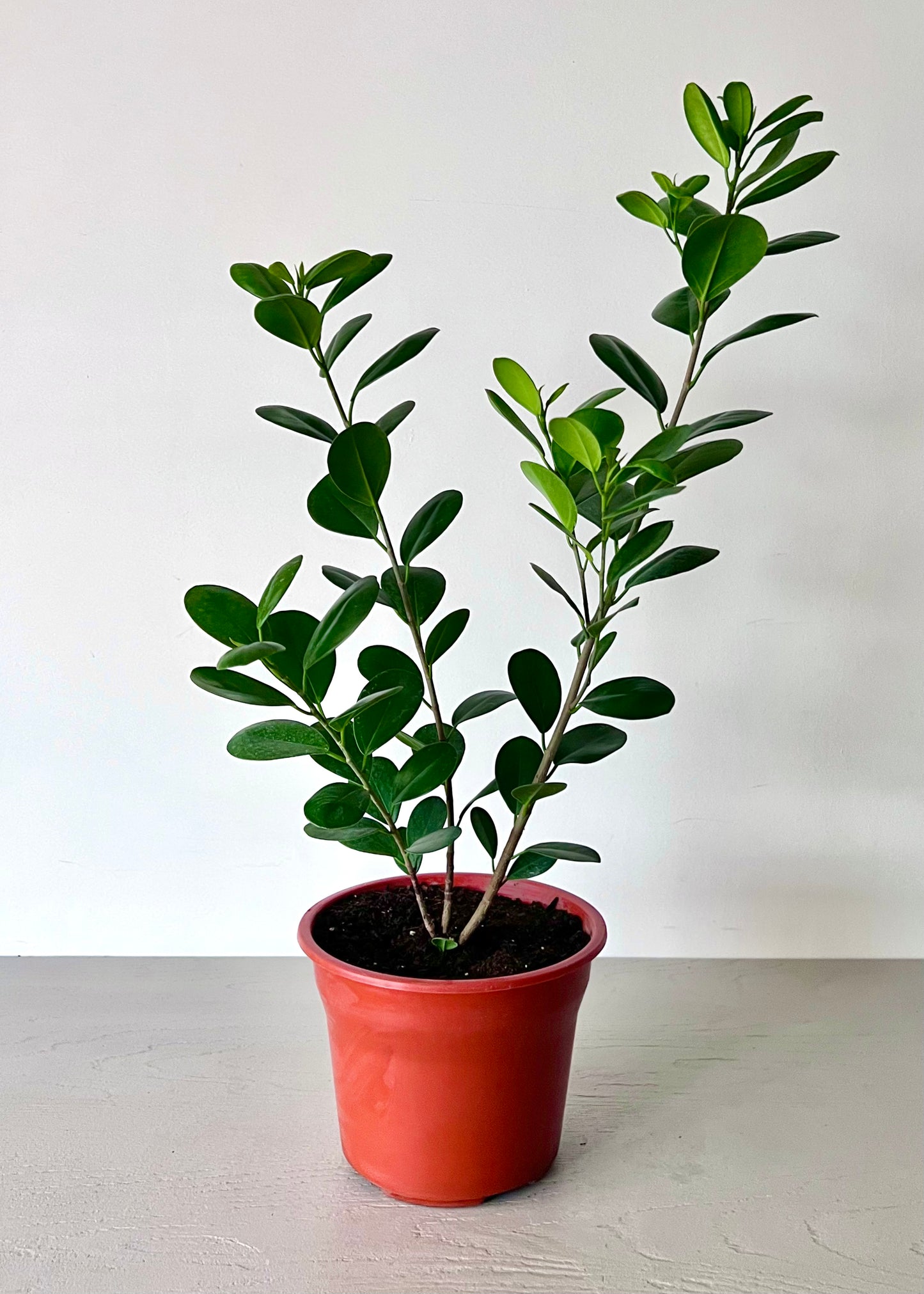 Ficus Moclame S