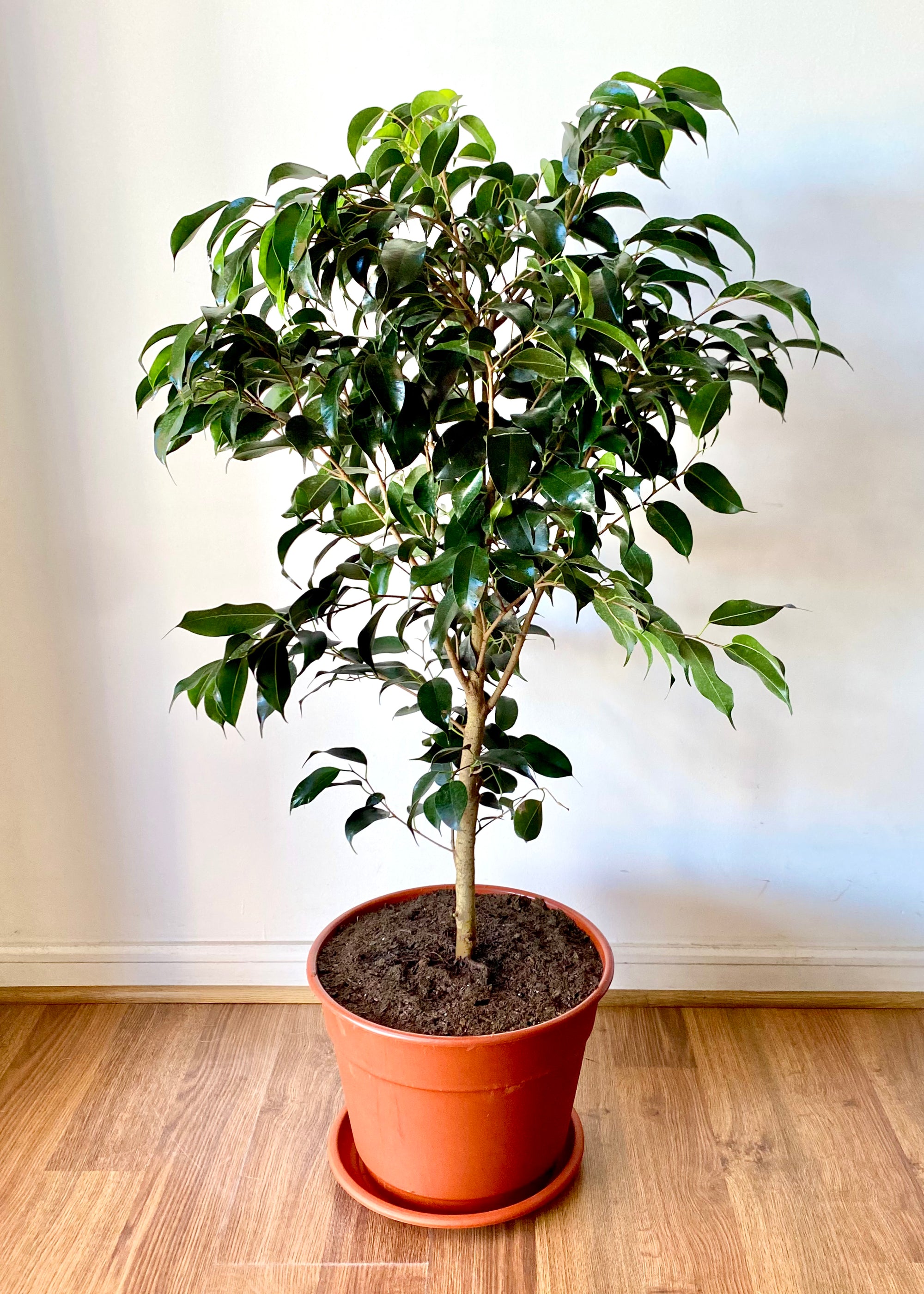 Ficus Benjamina L