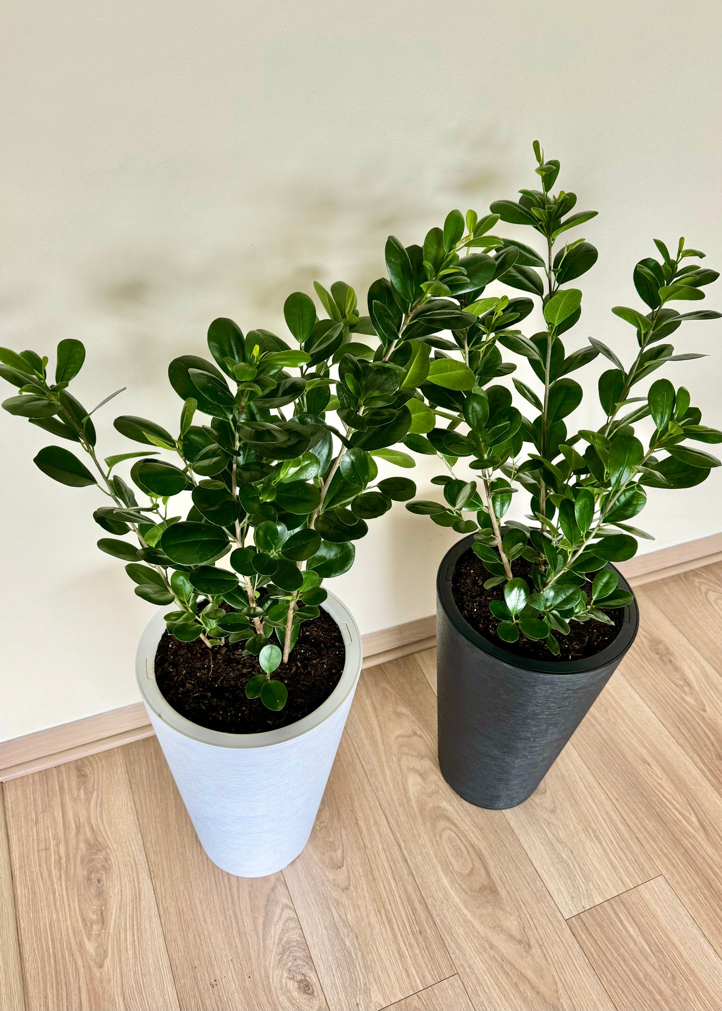 Ficus Moclame L