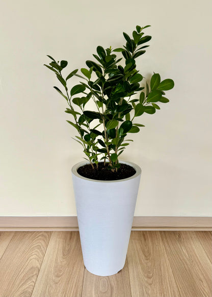 Ficus Moclame L