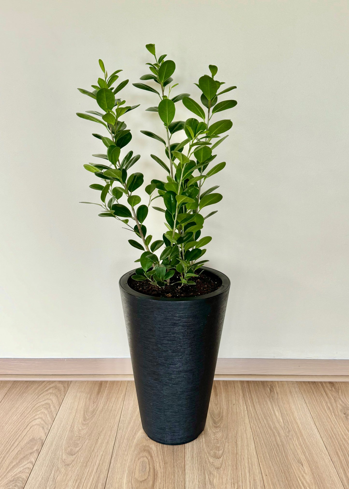 Ficus Moclame L