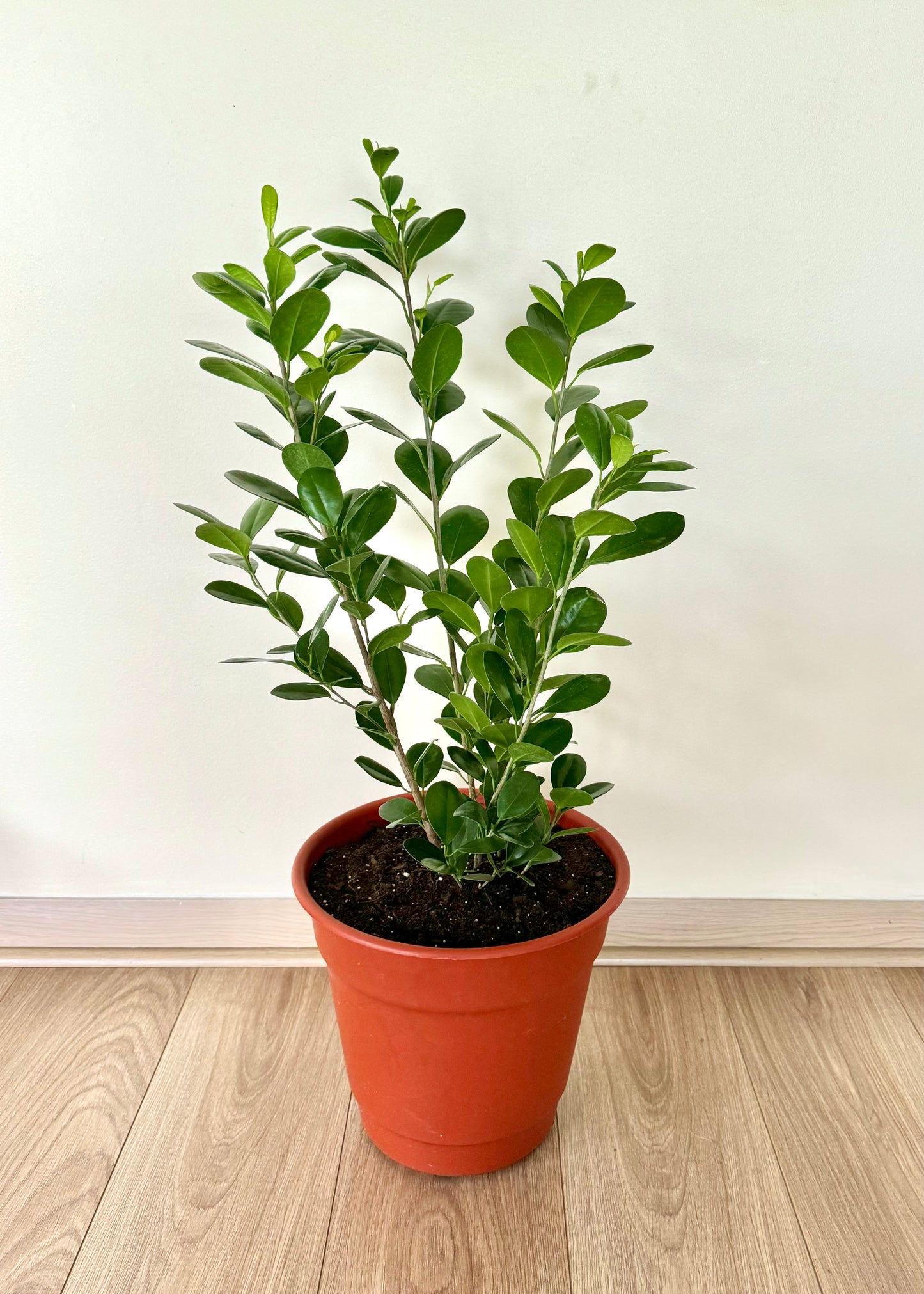 Ficus Moclame L